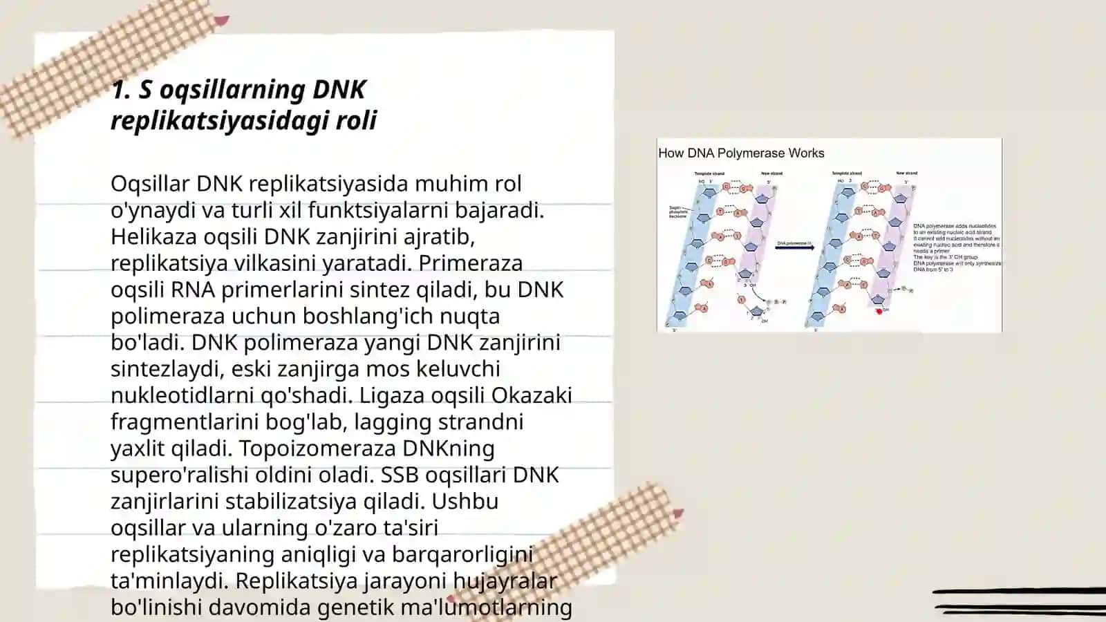 S oqsillarning DNK replikatsiyasidagi roli 3