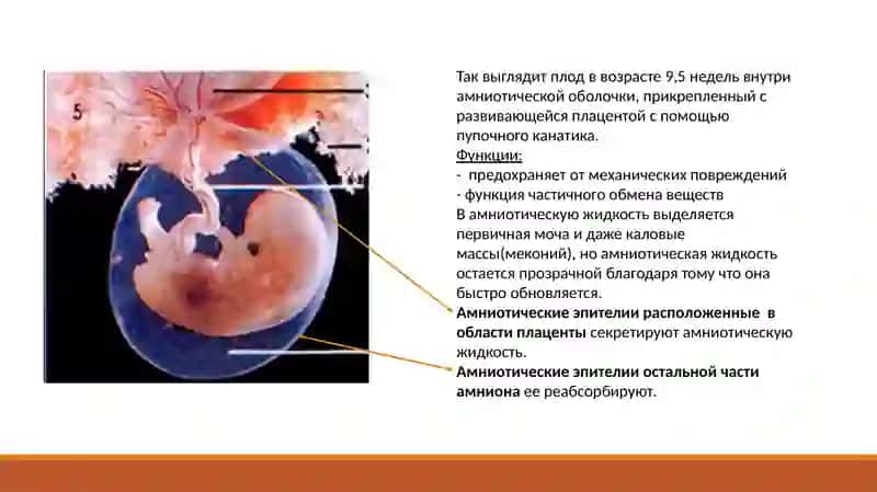 Эмбриология человека 2 3