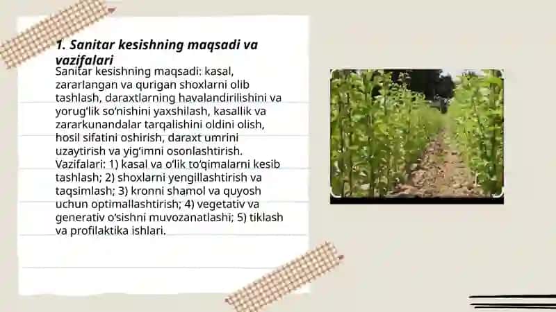 Bog‘larda sanitar kesish usullari va uni o'tkazish texnalogiyasi 3