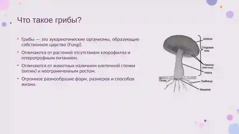 Грибы. Морфология, строение и методы изучения 3