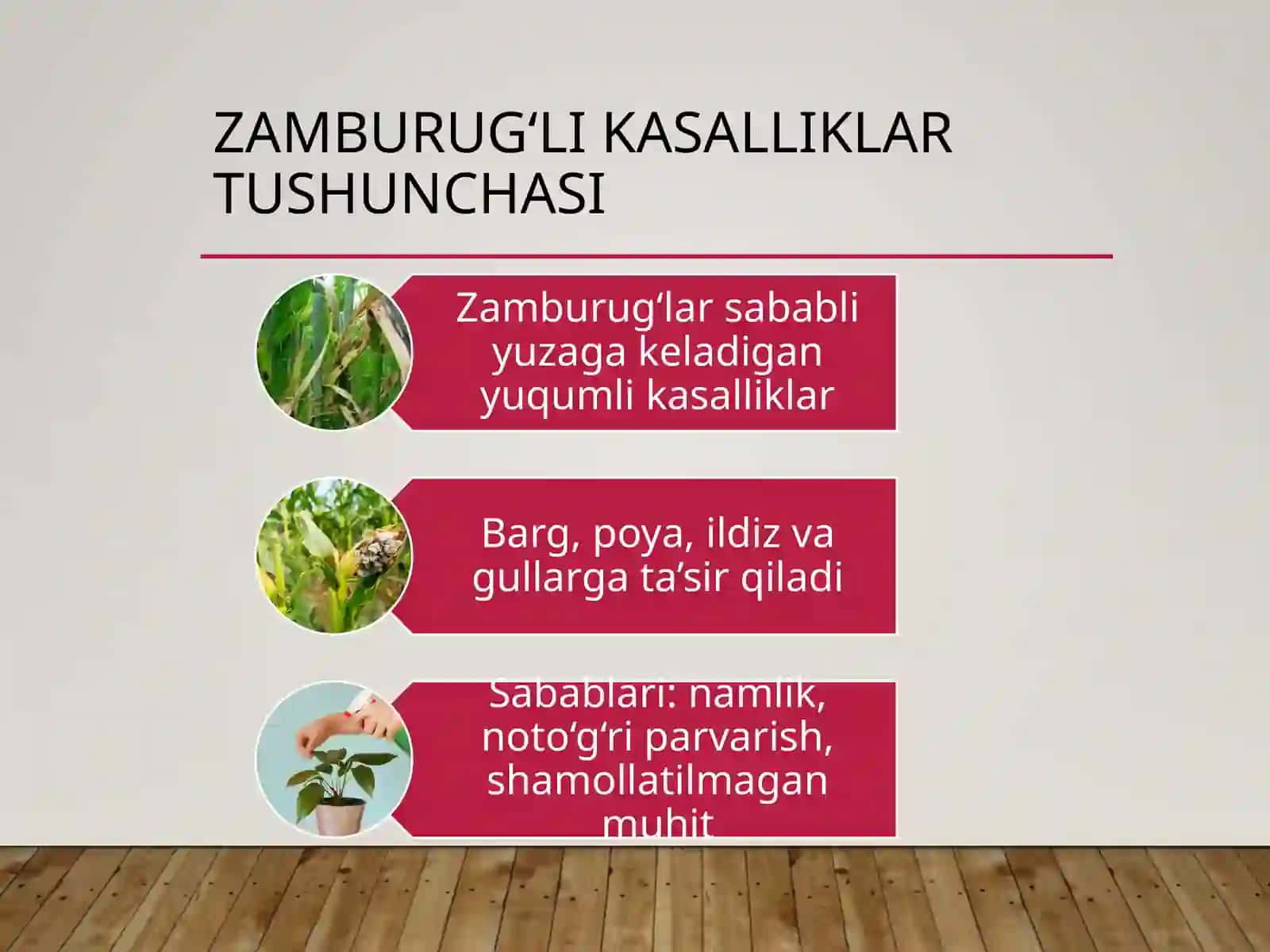 Manzarali o'simliklar kasalliklari 3