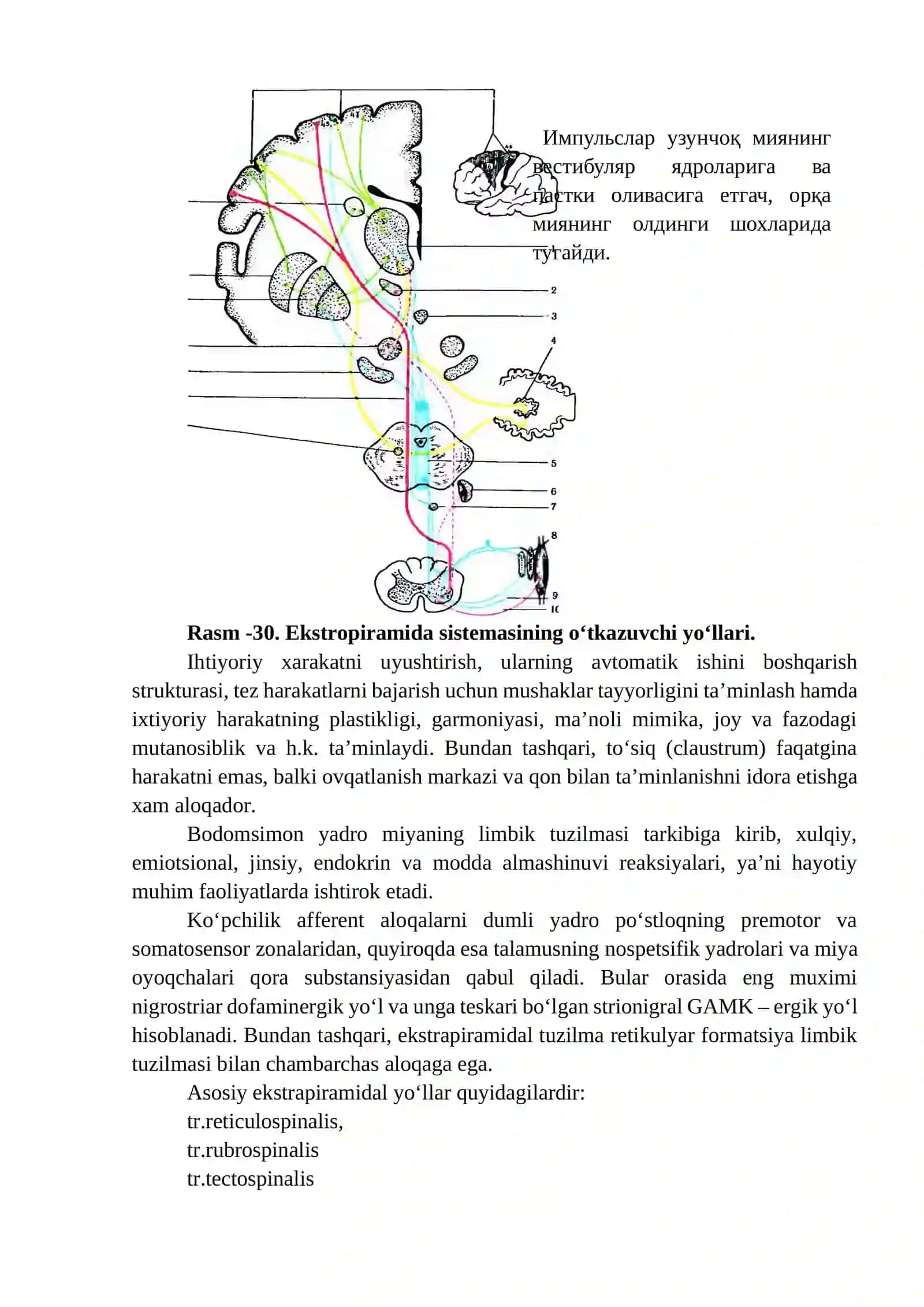 Ekstrapiramida tuzilmasi 3