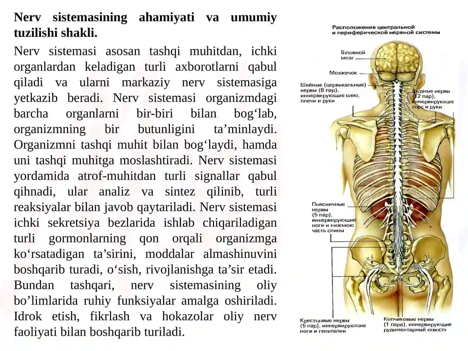 Nerv tizimining fiziologiyasi yosh xususiyatlari va gigiyenasi 3