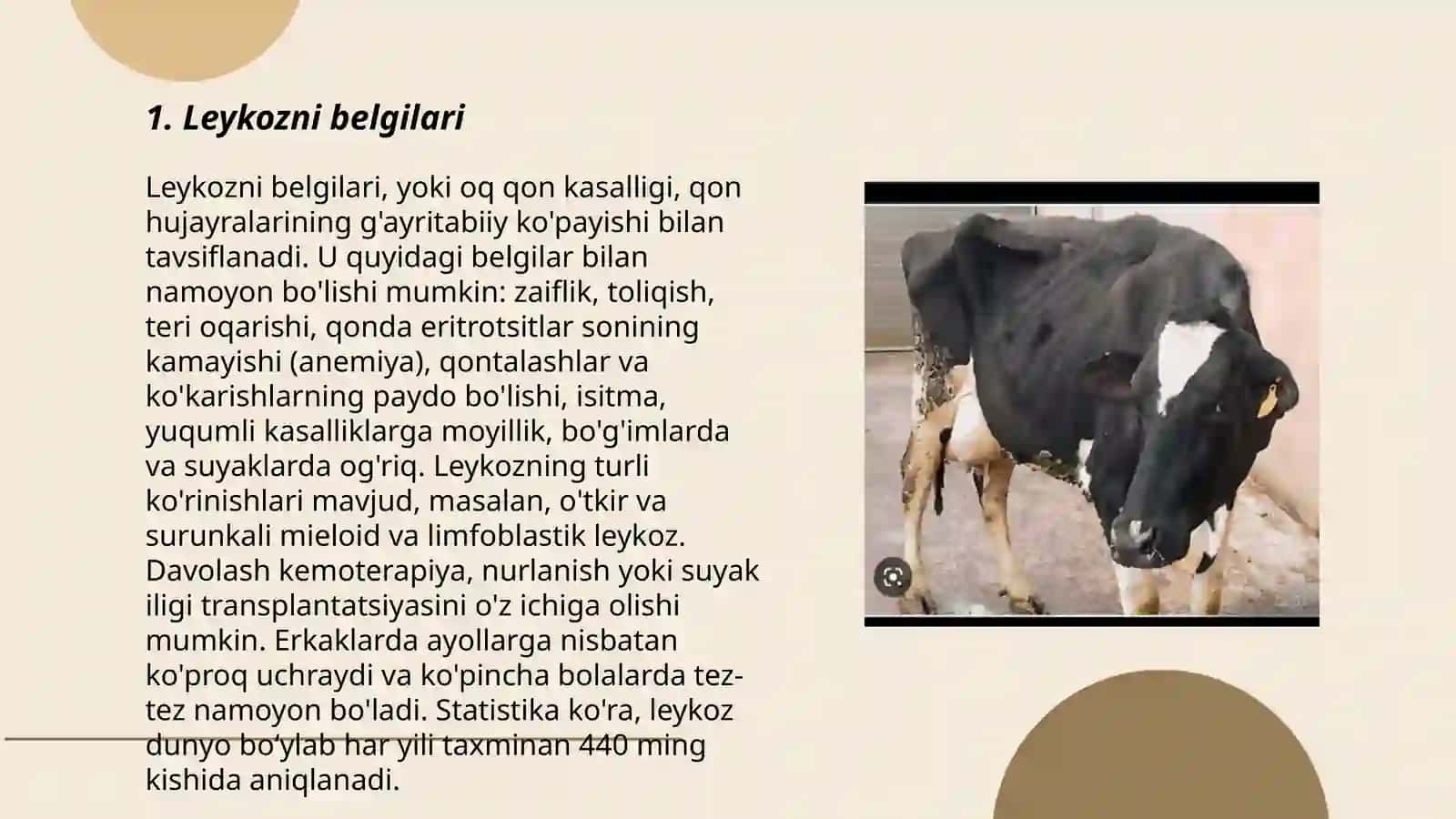 Leykoz 3