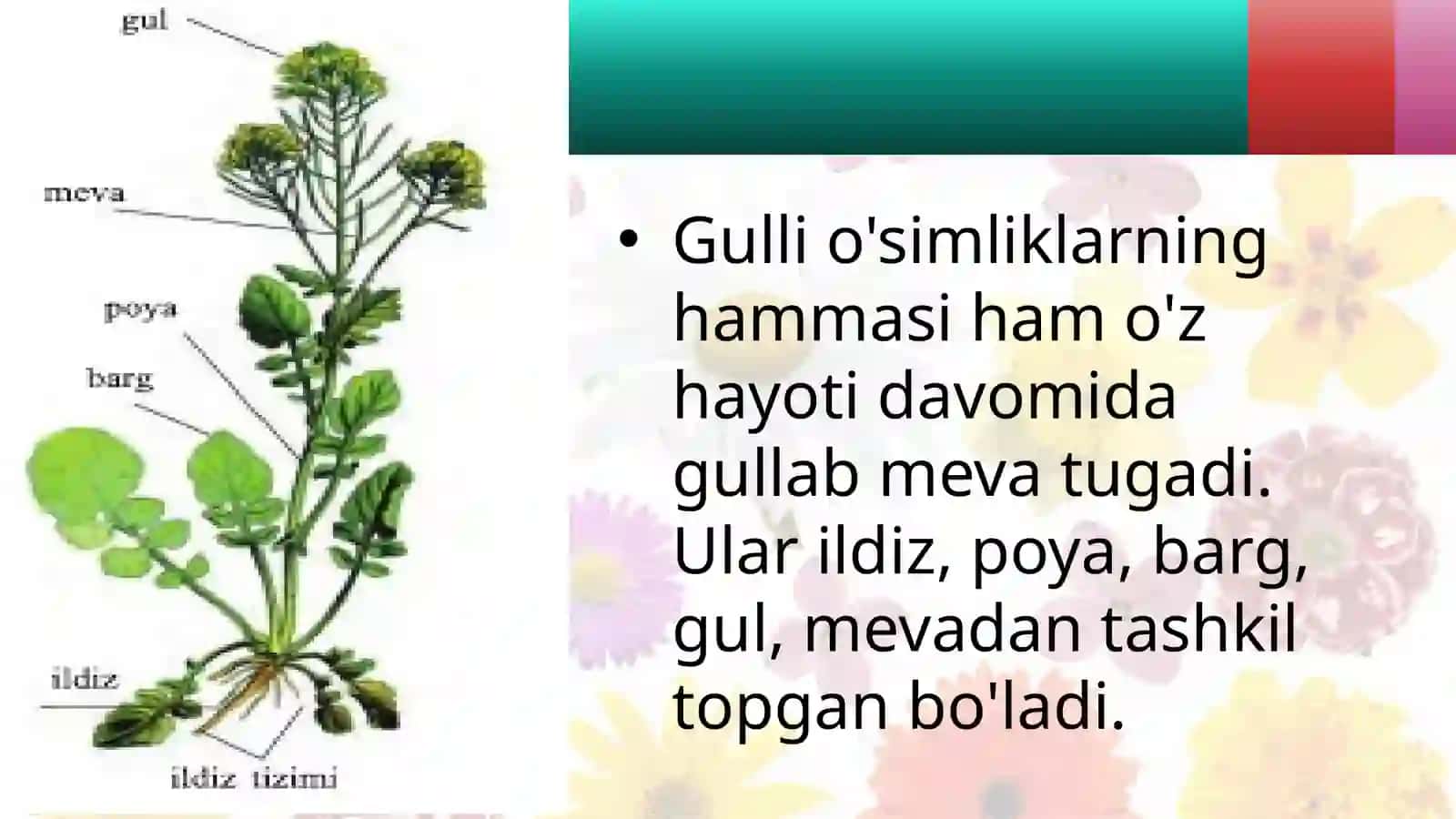 GULLI O'SIMLIKLAR BILAN UMUMIY TANISHISH 3