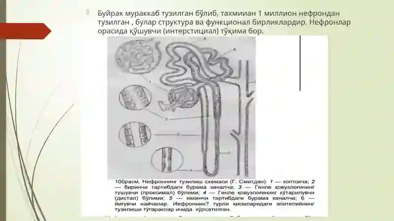 Nefron tuzulishi va siydik hosil bo'lishi 3