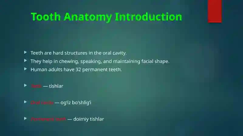 TOOTH ANATOMY 3