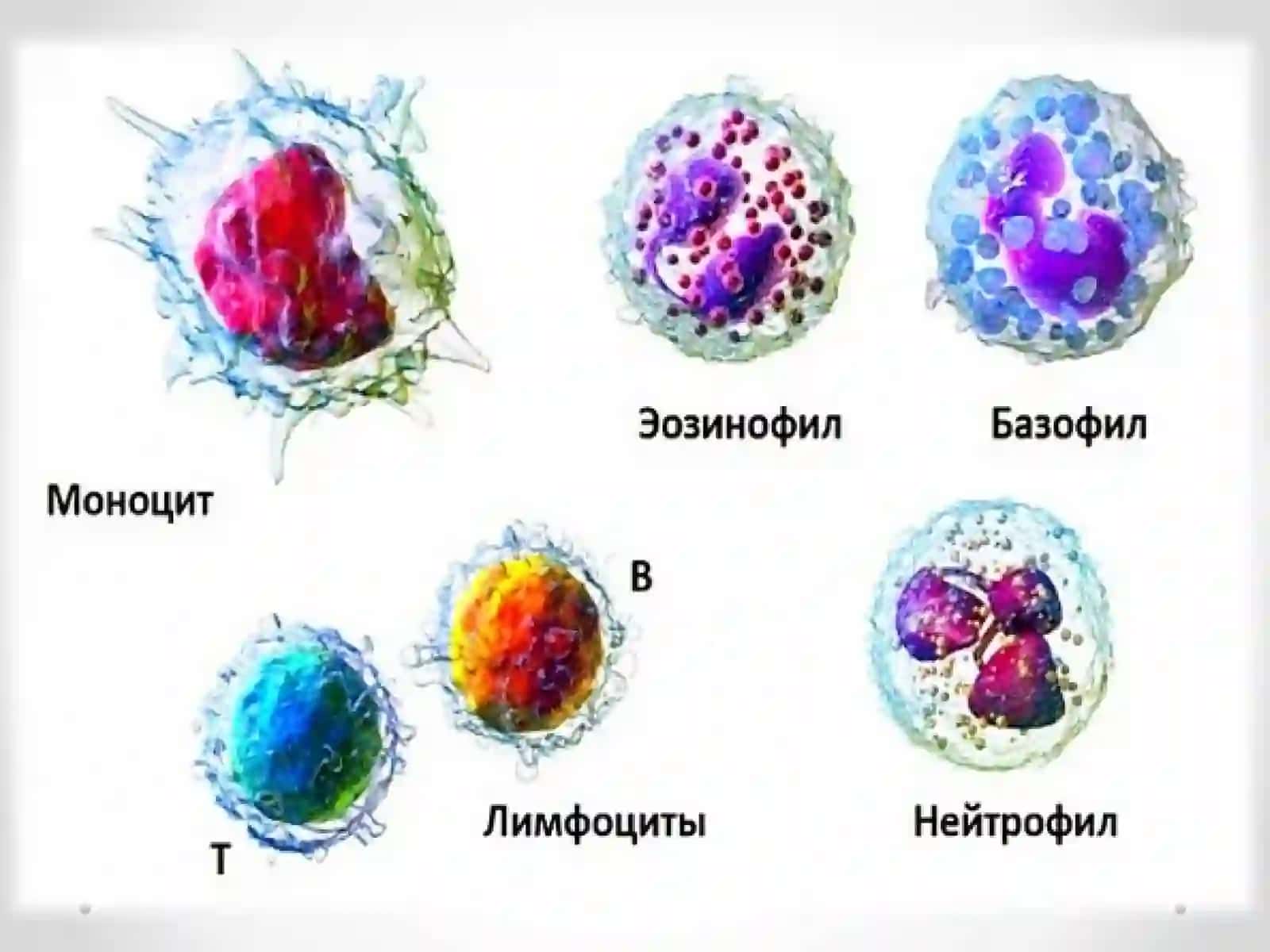 Лейкоцитлар патологияси 3
