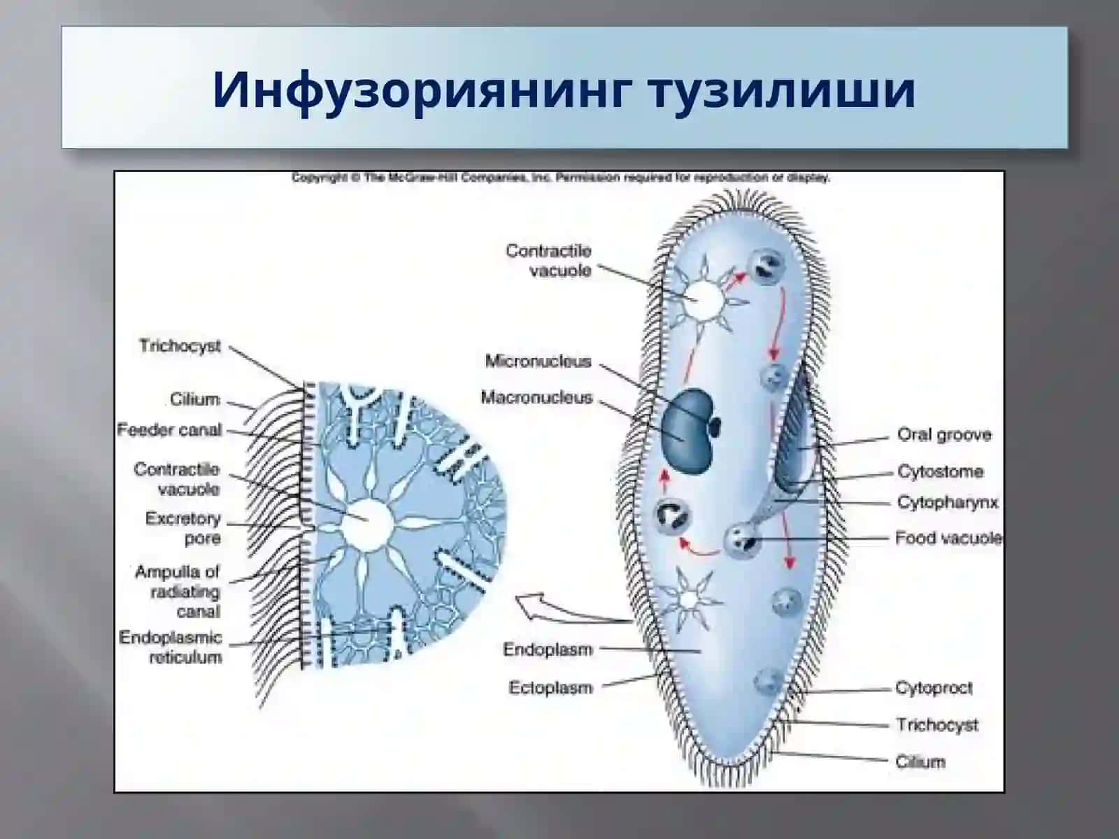 Protozoa кенжа дунёси (Бир ҳужайралилар) 3
