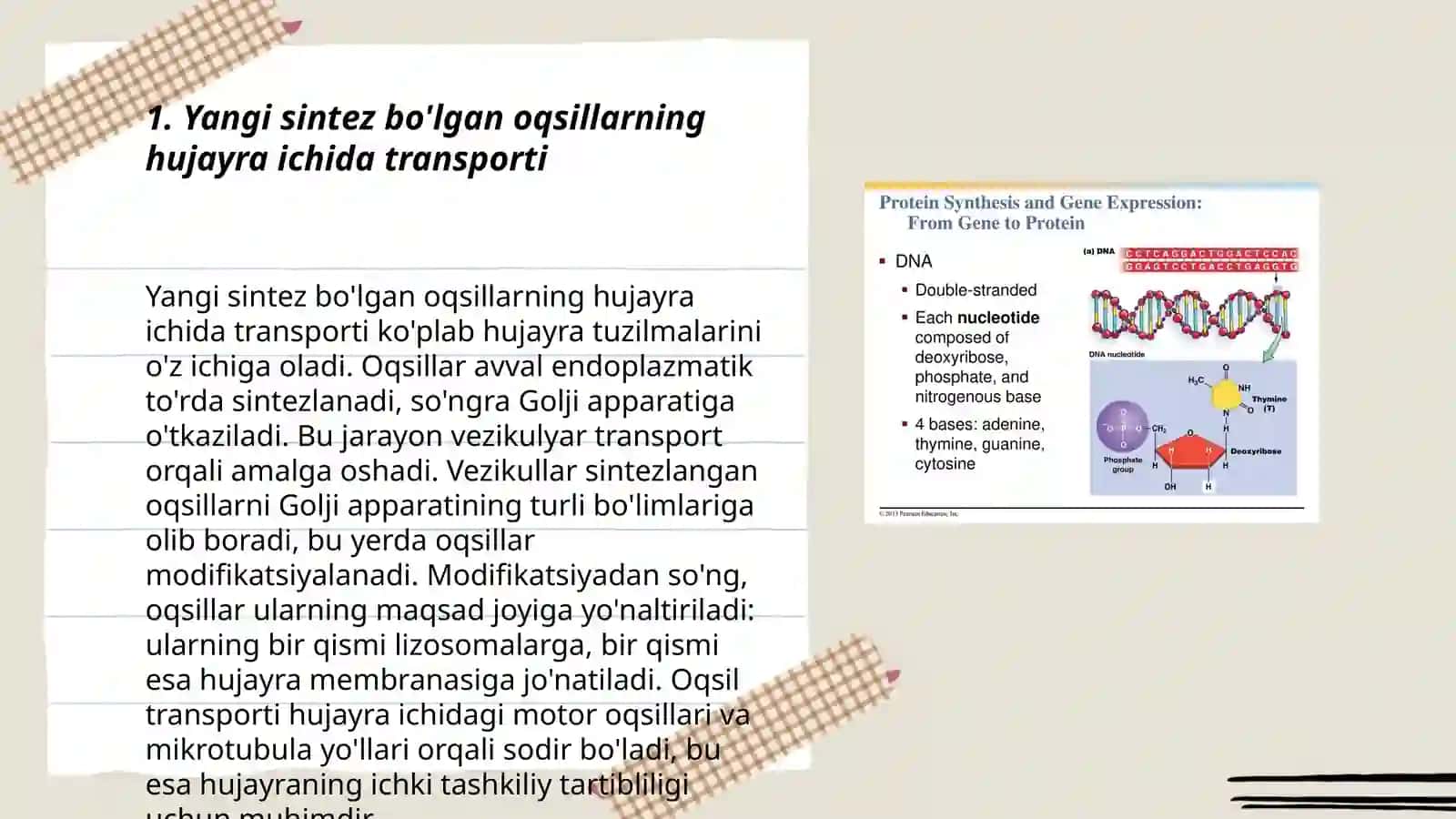 Yangi sintez bo'lgan oqsillarning hujayra ichida transporti 3