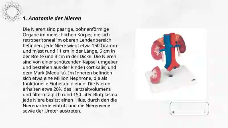 Die Nieren 3