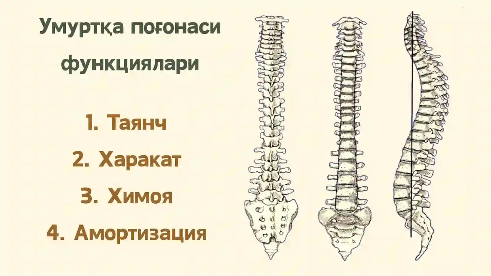 Умуртка погонасининг шикастланишлари 3