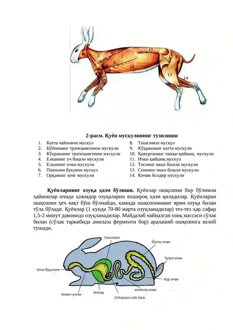 Қуёнларнинг биологик ва физиологик хусусиятлари 3