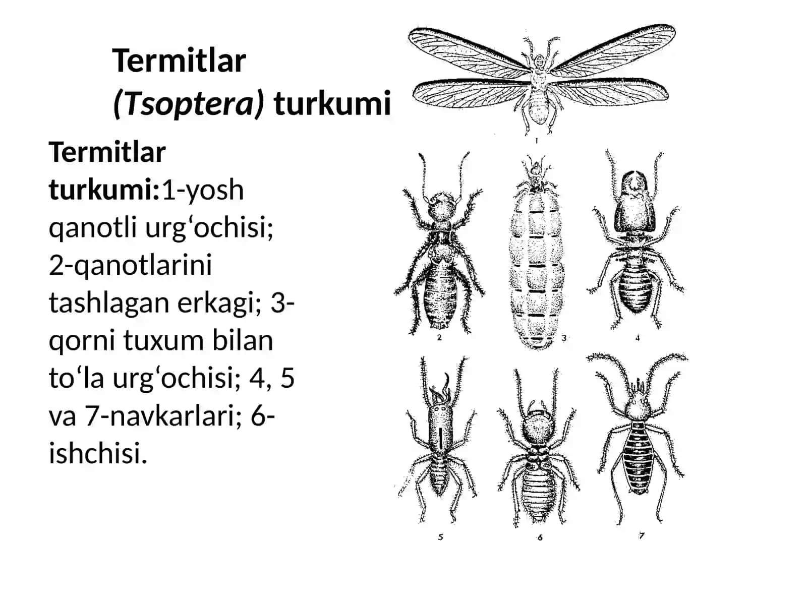 LABORATORIYA Zararkunanda hasharotlarining muhim turkumlarini aniqlash 3