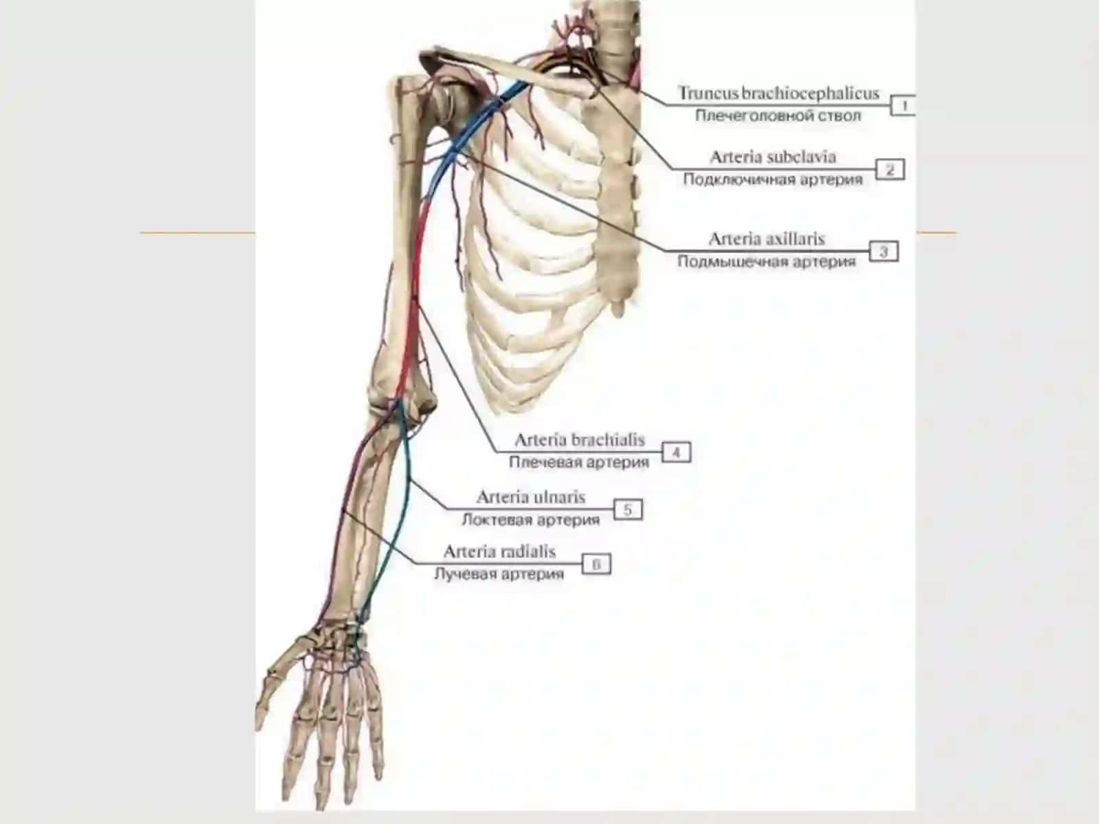 qoʻl arteriyalari normal anatomiyasi 3