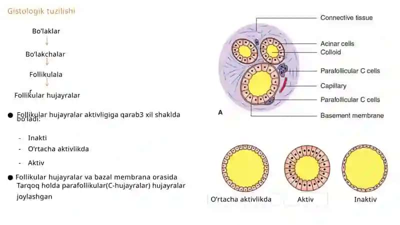 Qalqonsimonbez qalqonoldi buyrakusti bezlari 3
