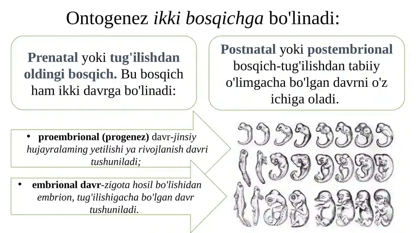 Ontogenez.Organizmlarningkoʻpayishi 3