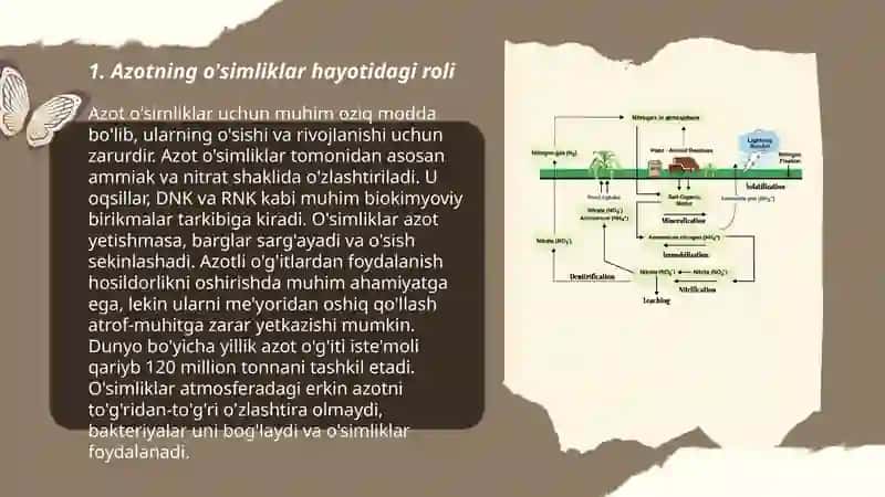 Azotning o‘siliklar uchun ahamiyati 3
