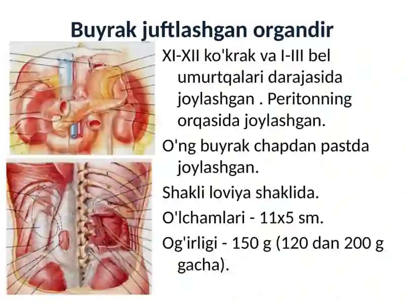 Siydik chiqarish tizimi 3