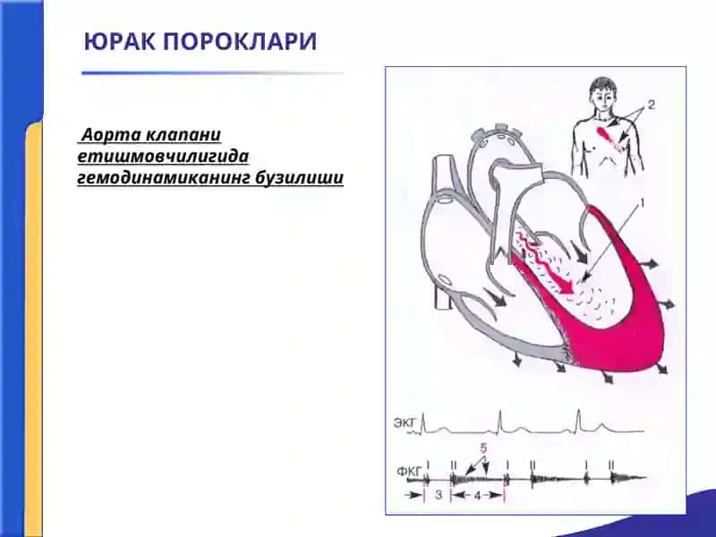 YURAK POROKLARI 3