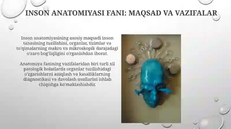 Inson anatomiyasi fani: maqsad va vazifalar 3