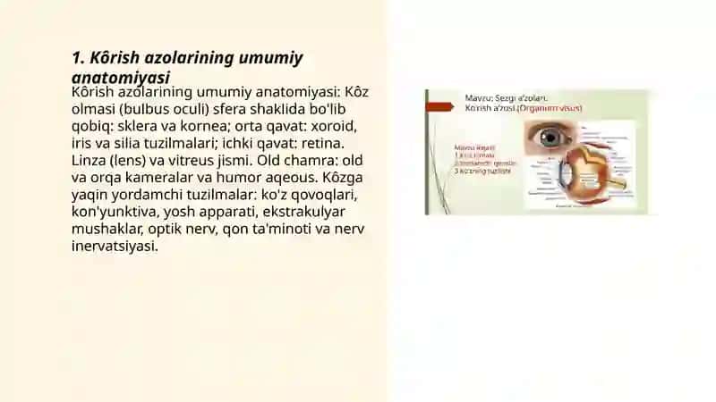 Kôrish azolari.kôz olmasining tuzilishi va yoshga qarab ôzgarishi. Kôzning yordamchi apparati 3