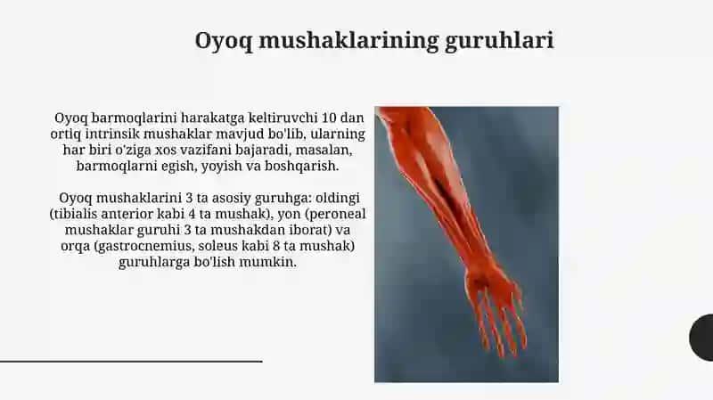 Oyoq mushaklarining tuzilishi 3