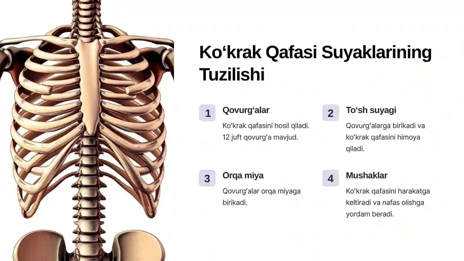 Koʻkrak Qafasi Suyaklarining Rivojlanishi va Ularga Taʼsir Etguvchi Omillar 3