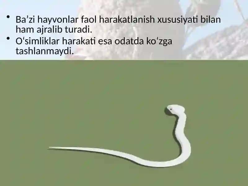 Hayvonlar dunyosi 3