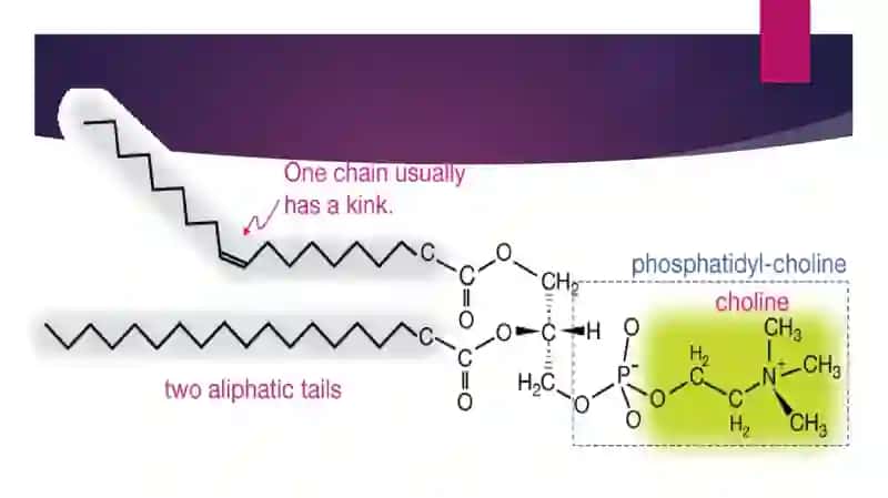Fosfolipidlar 3