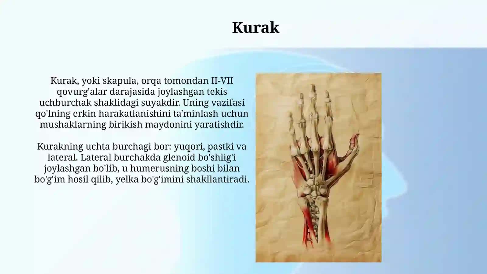 Qo'lning erkin vakamarsuyaklari 3