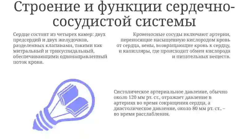 Анатомия сердечно-сосудистой системы 3