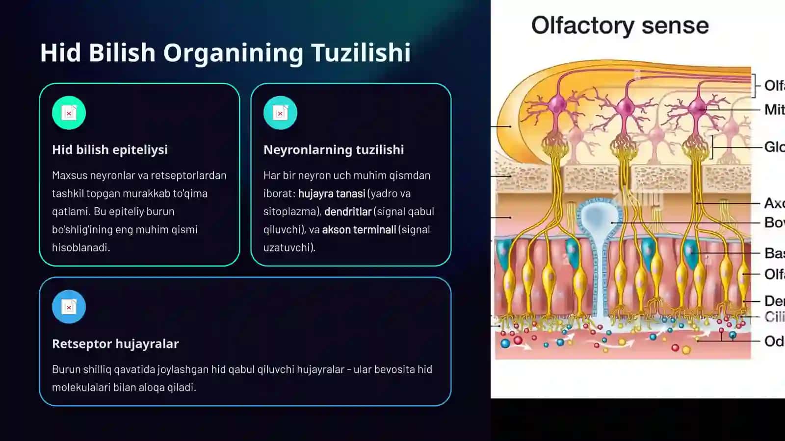 Hid Bilish Organining Tuzilishi va Regeneratsiya Qilish Xususiyatlari 3