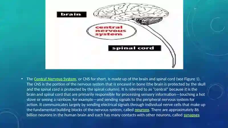The Central Nervous System 3
