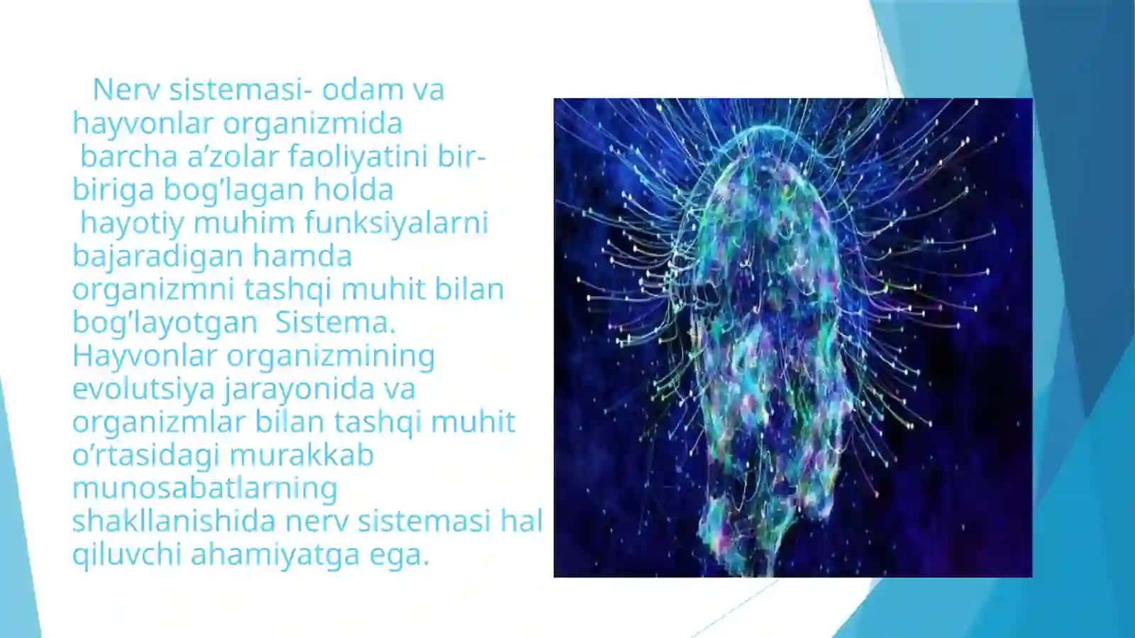 NERV TIZIMI VA QARISH 3
