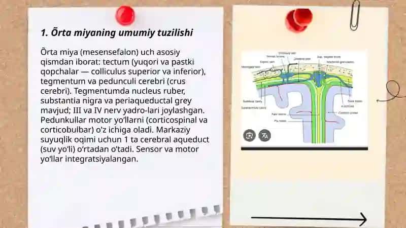Õrta miya tuziilshi va suv yoʻli 3