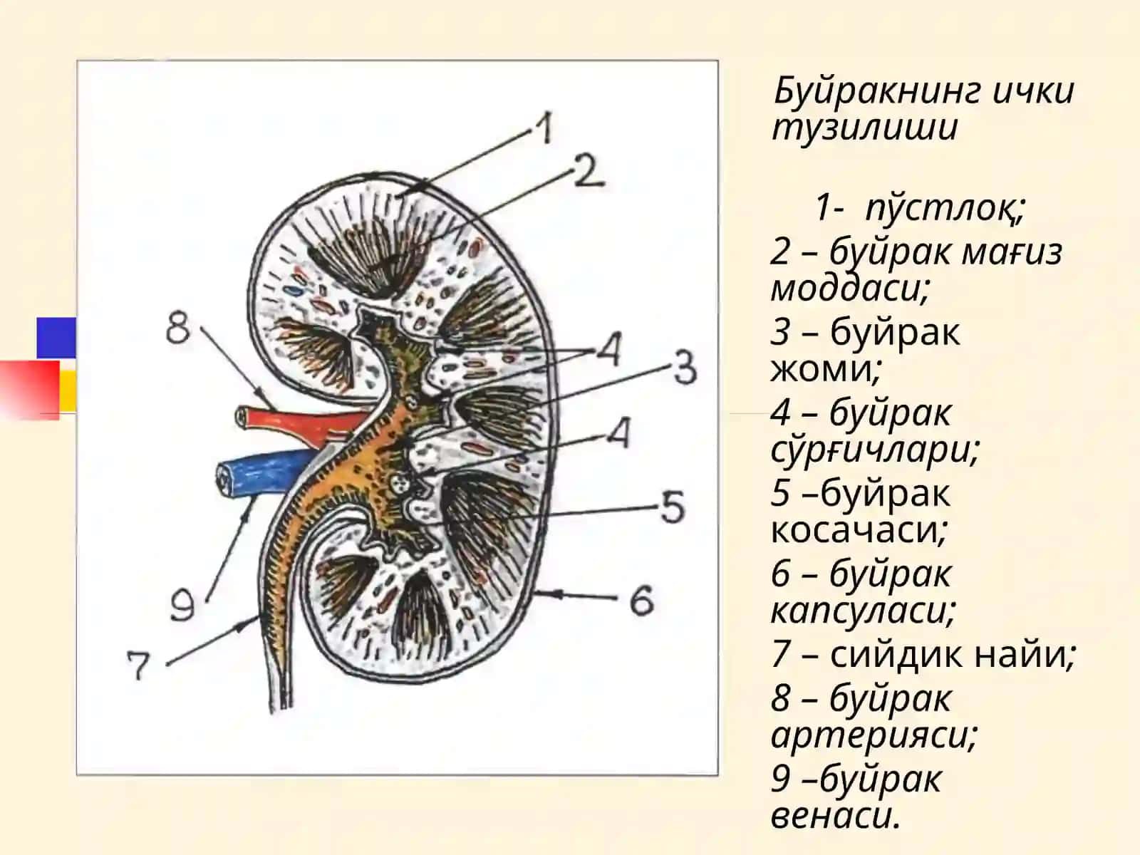 МАЪРУЗА № 13БУЙРАК КАСАЛЛИКЛАРИ БИЛАН КАСАЛЛАНГАН БЕМОРЛАРНИ ТЕКШИРИШ 3
