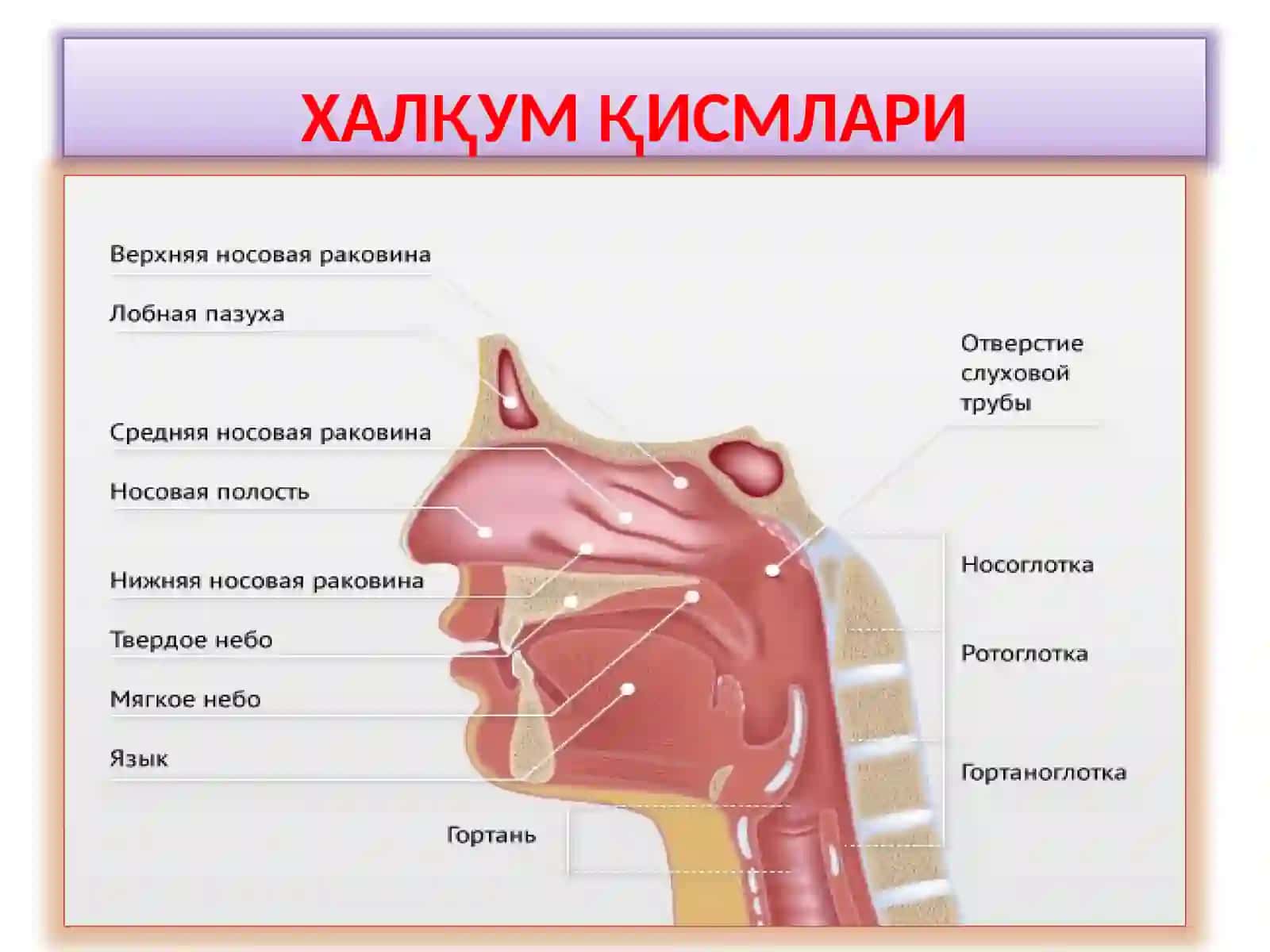 ХАЛКУМНИКЛИНИК АНАТОМИЯСИ 3