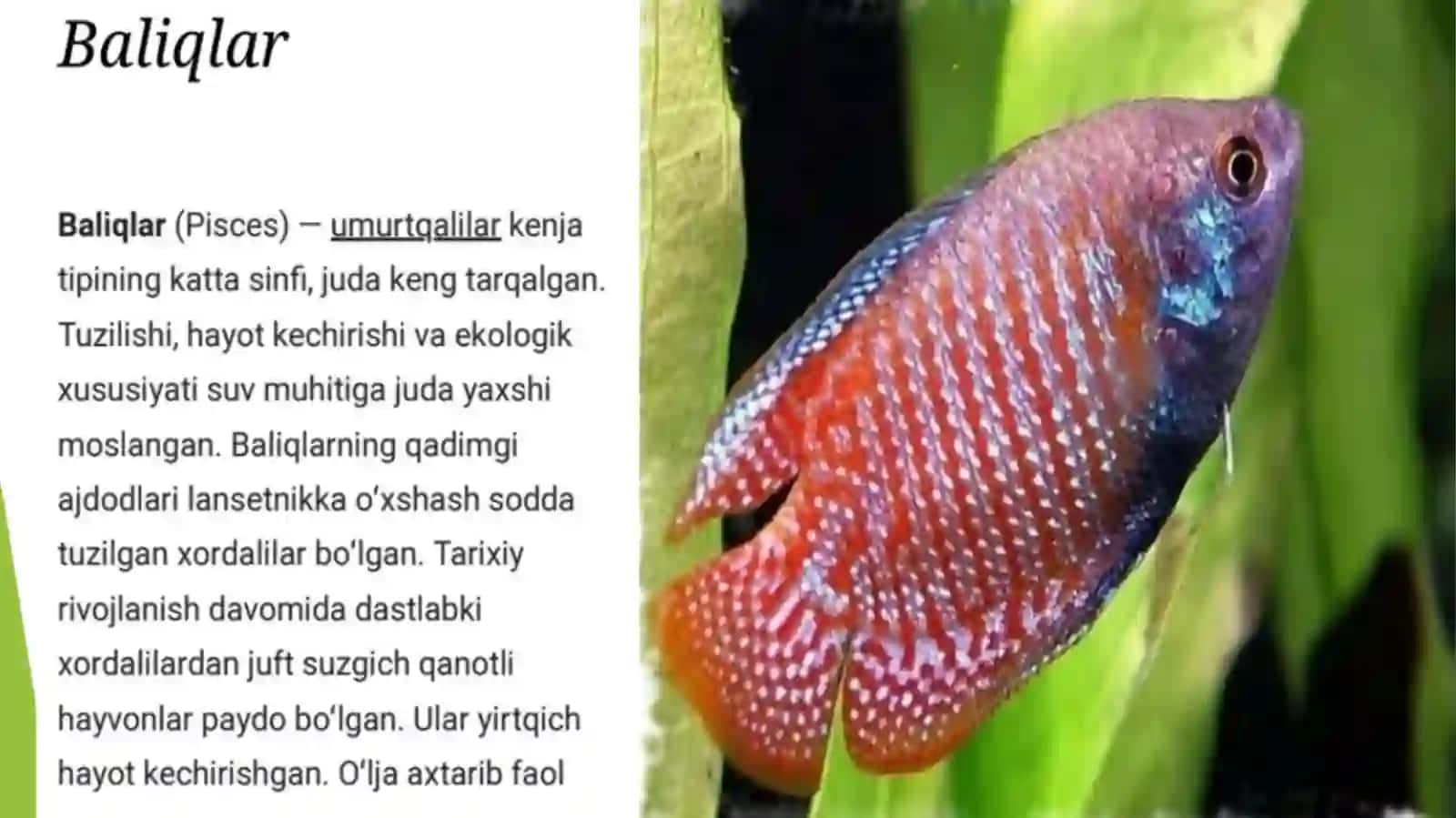 Baliqlar katta sinfi.Tog’ayi baliqlar sinfi.Akula va skatlarning tashqi va ichki tuzilishi 3