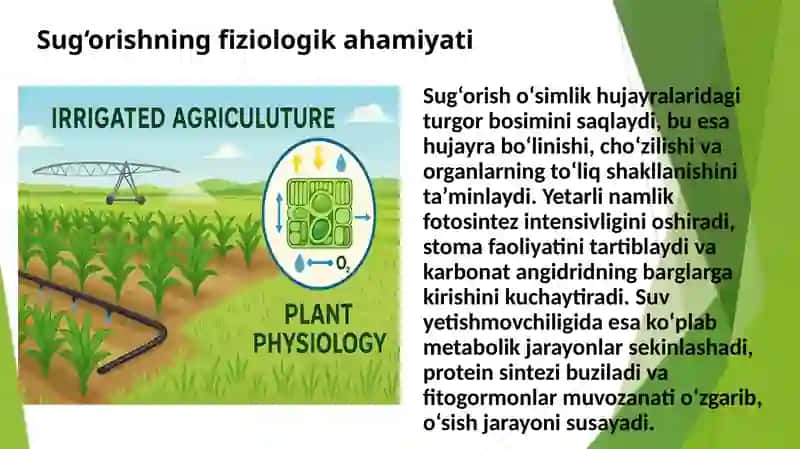 Sugʻoriladigan dehqonchilikning fiziologik asoslari 3