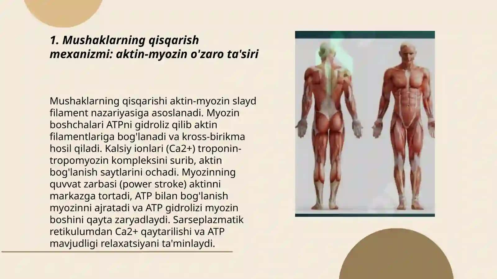 Mushaklarning ishi va bioximiyasi.Lesgaft mushaklar tògrisida ma'lumot 3