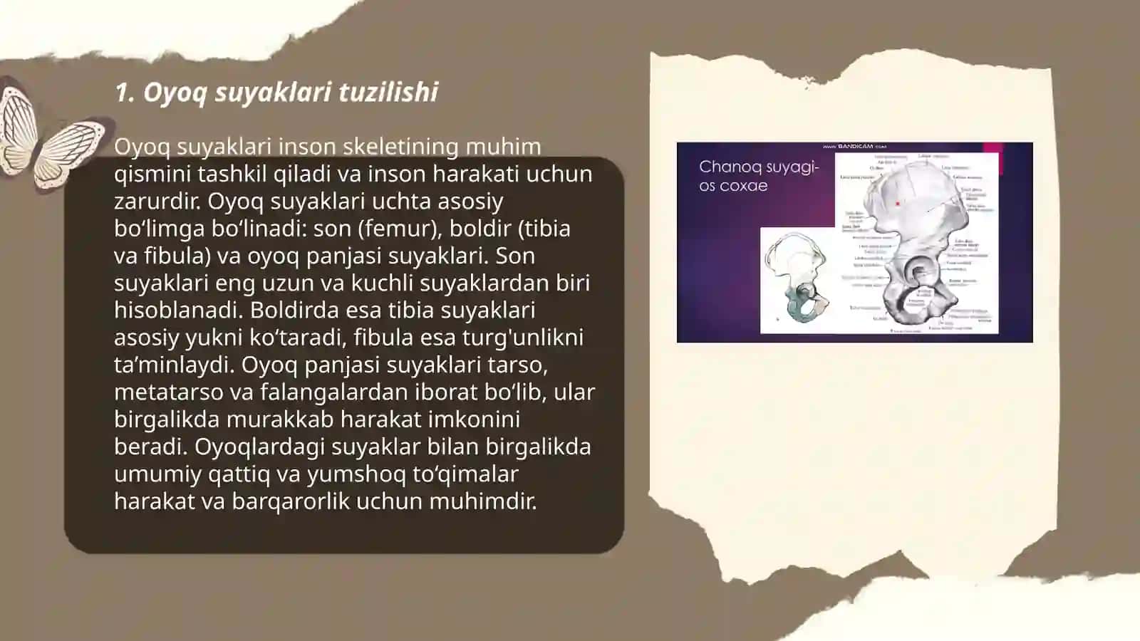 Oyoq va chanoq anatomiyasi va fiziologiyasi 3