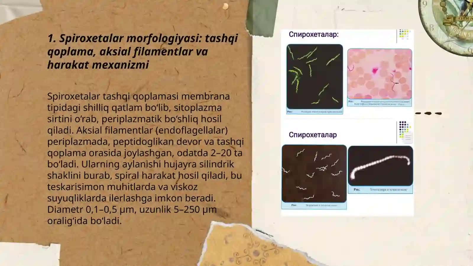 Mikroorganizmlar morfologiyasini o‘ziga xosligi 3