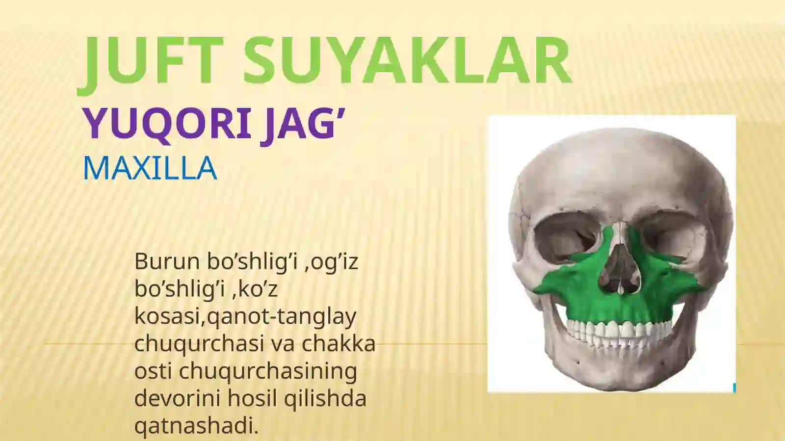 Yuz suyaklari 3
