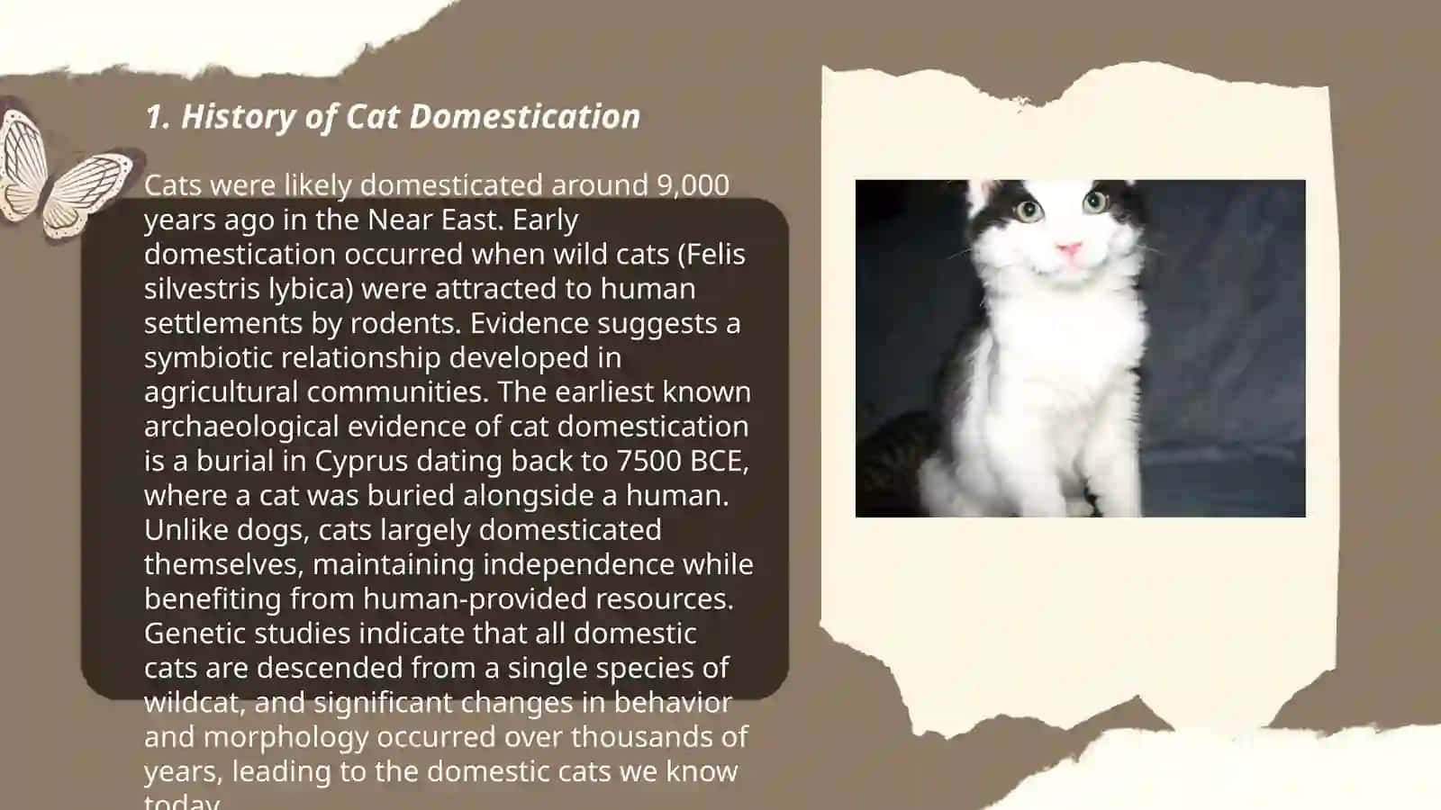 About cats 3