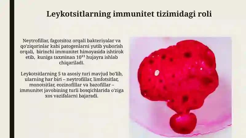 Leykotsitlar fiziologiyasi 3