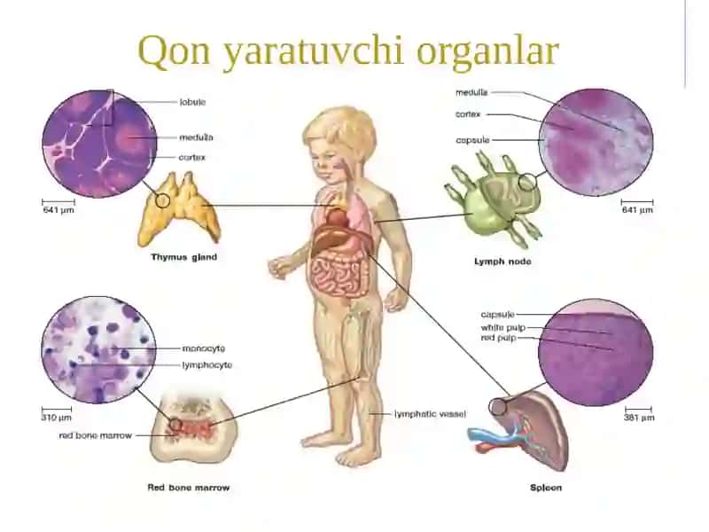 Gemositopoez 3