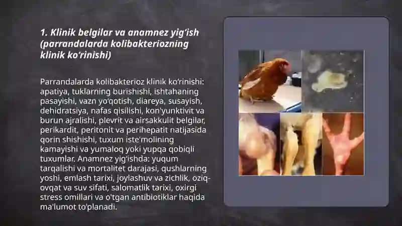 Parrandalarda kolibakterioz kasalliklari diagnostikasi 3
