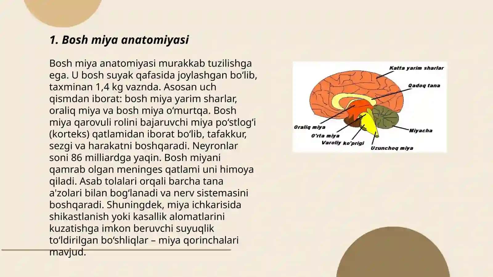 Bosh miya anatomiyasi 3