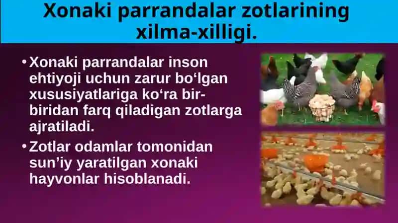 Parrandachilik 3
